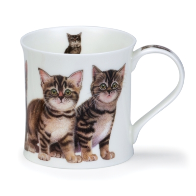 WESS KITTENS TABBY
