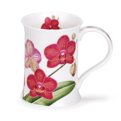 COTS ORCHIDACEAE D/PINK