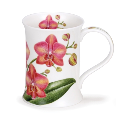 COTS ORCHIDACEAE L/PINK