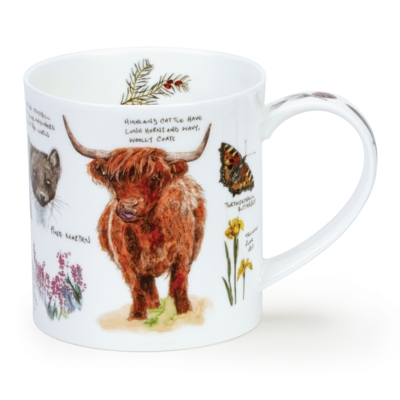 ORKNEY SCOTTISH NBOOK H/L COW