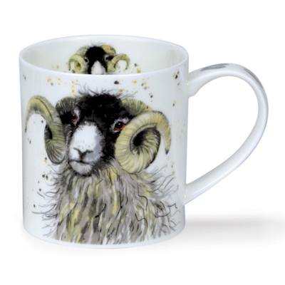 ORKNEY SHAGGY SHEEP SWALEDALE